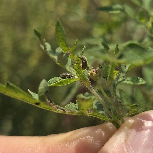 Ophraella communa - parlagfű-olajosbogár