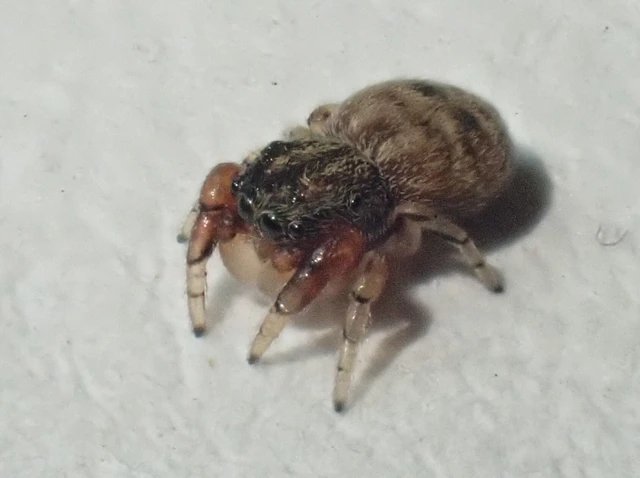 Ballus rufipes