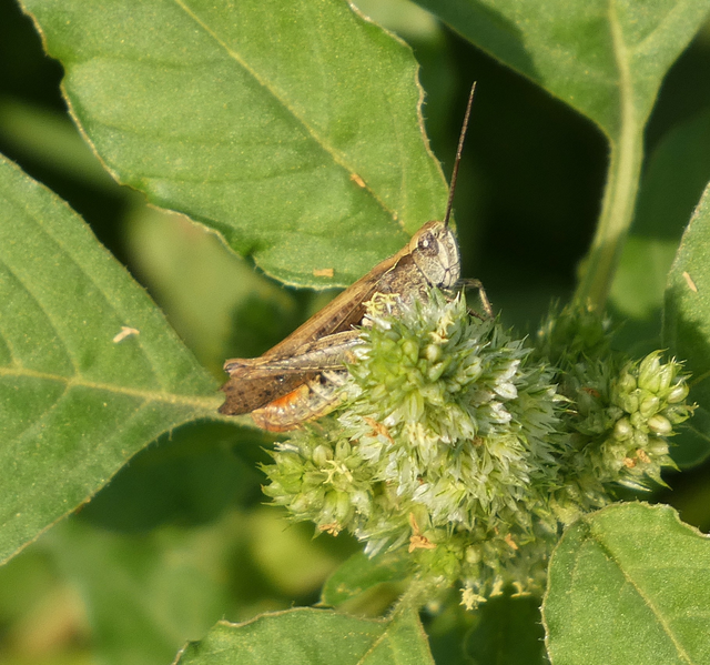 Chorthippus