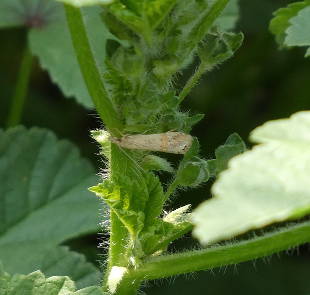 Euchromius ocellea - ezüstcsíkos mozaikmoly
