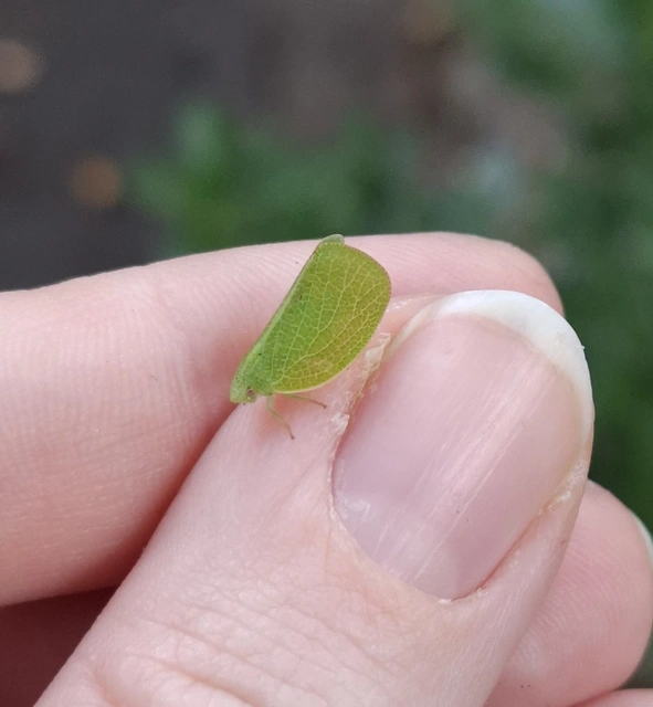Acanalonia conica - élénkzöld lepkekabóca