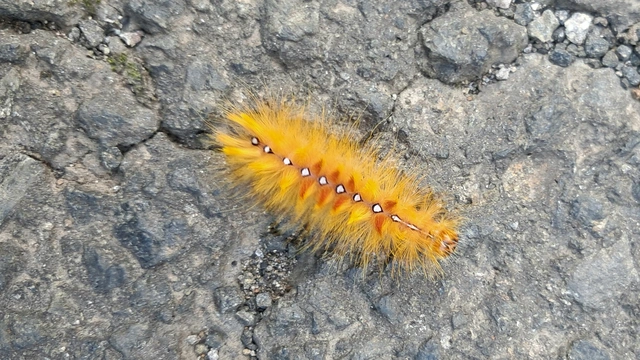 Acronicta aceris - vadgesztenye-szigonyosbagoly