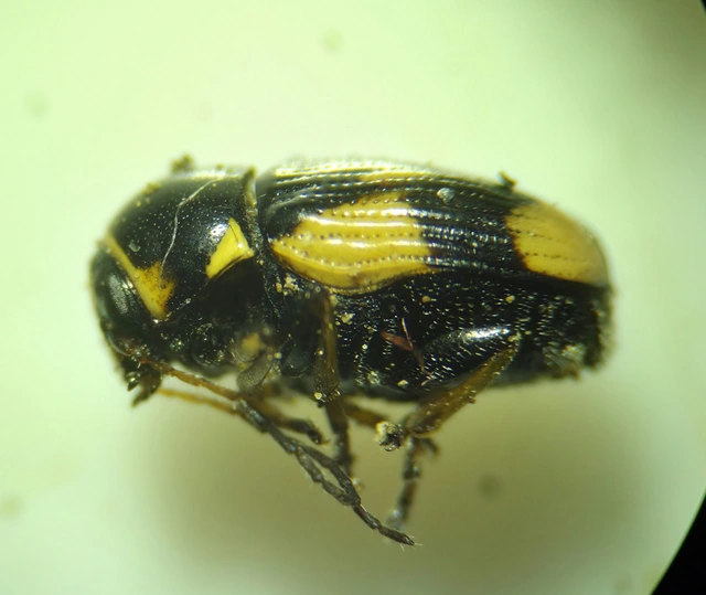 Cryptocephalus moraei - közönséges zömökbogár