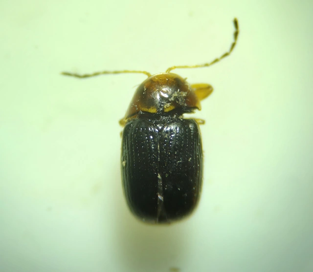 Cryptocephalus pusillus