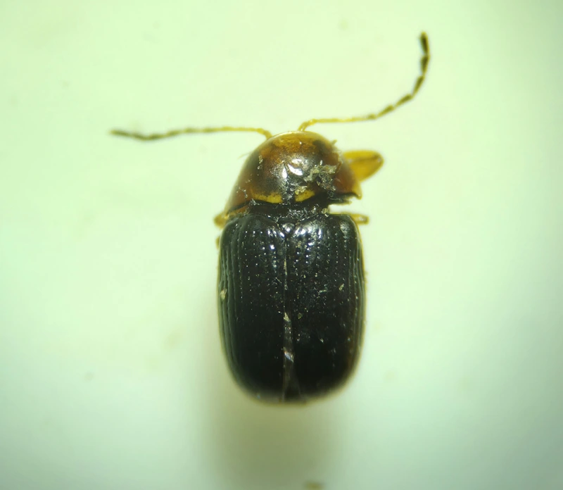 Cryptocephalus pusillus