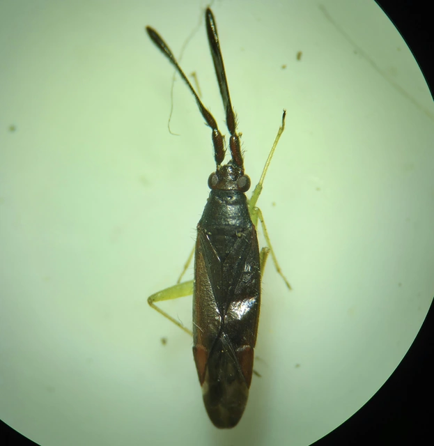 Heterotoma merioptera/planicornis