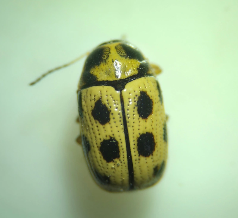 Cryptocephalus decemmaculatus