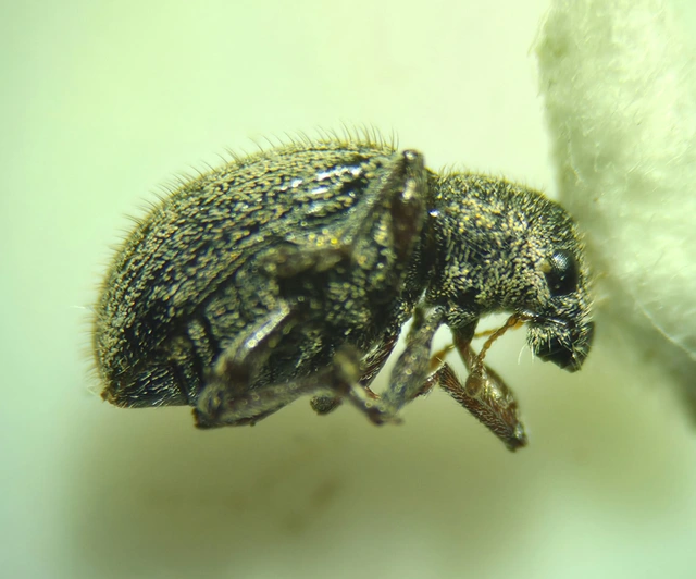 Sciaphobus caesius - fogas szálkásbarkó