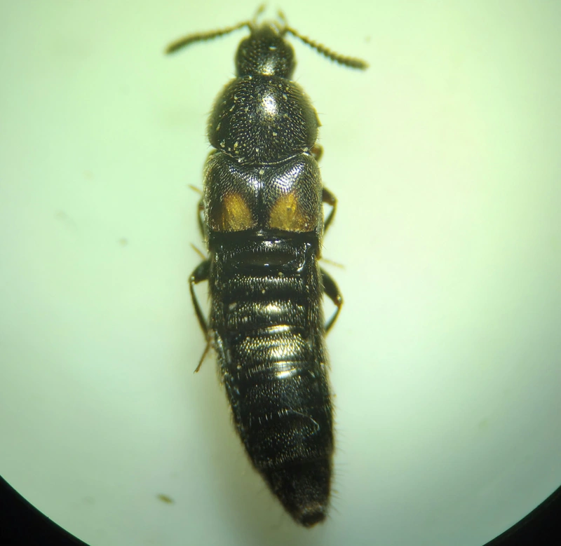 Aleochara tristis - érdes fürkészholyva