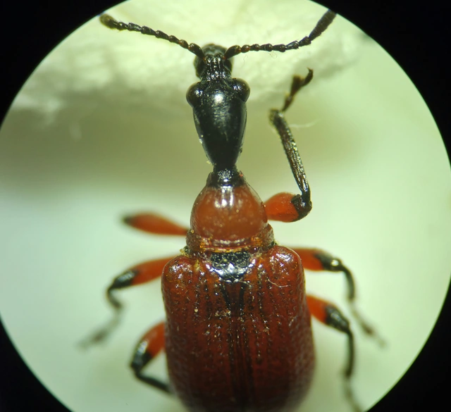 Apoderus coryli - mogyoró-levélsodró