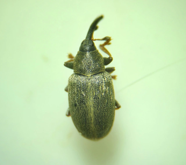 Acalyptus sericeus - selymes fűzormányos