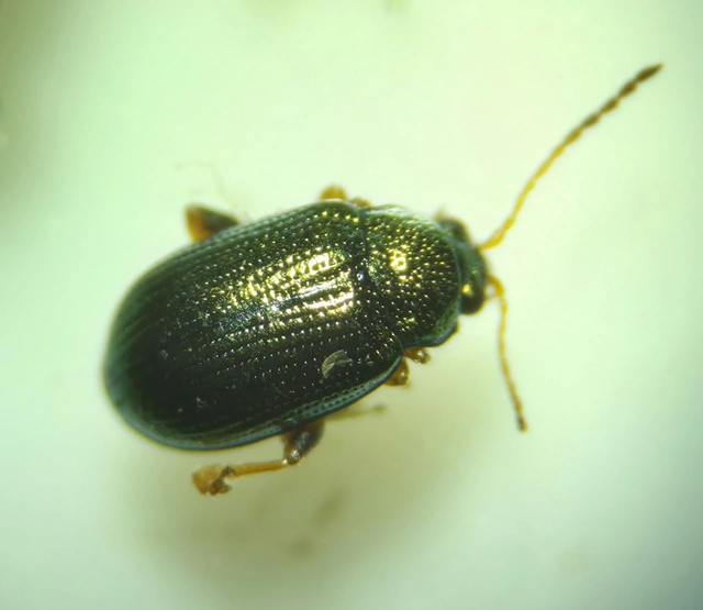 Crepidodera