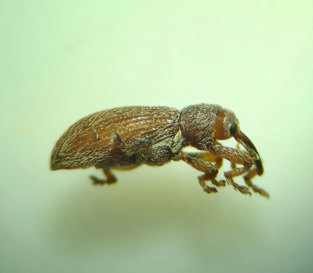 Brachonyx pineti - fenyőtűrágó ormányos