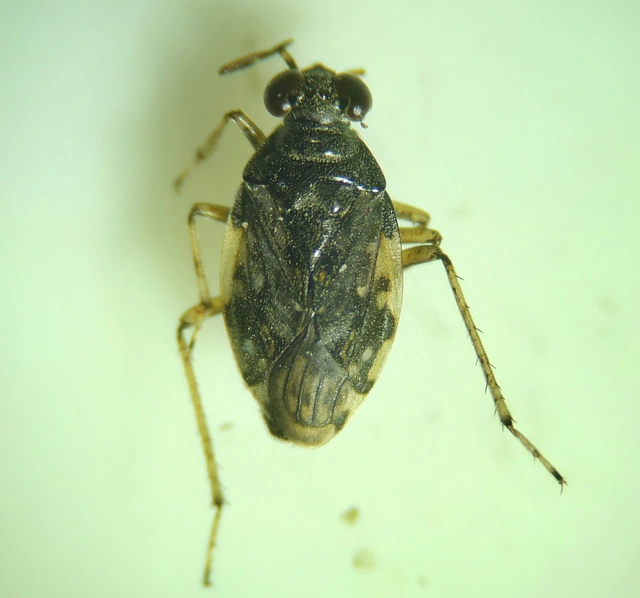 Saldidae - partipoloskák
