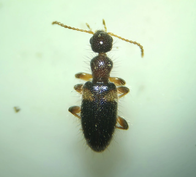 Hirticollis hispidus - szőrös fürgebogár
