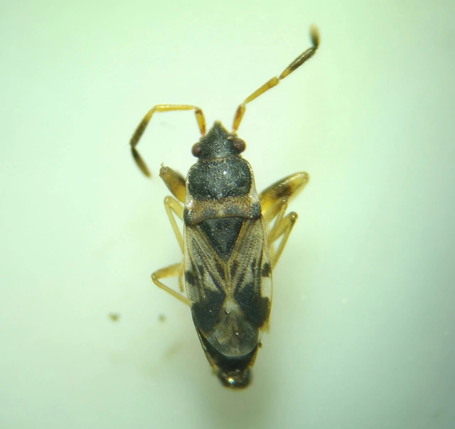 Scolopostethus Scolopostethus