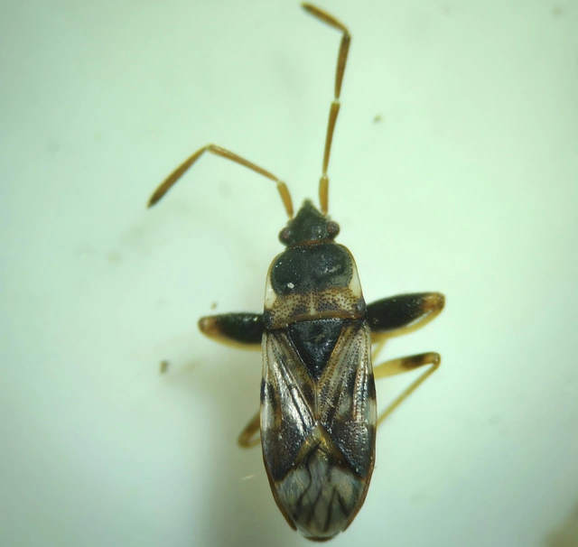 Scolopostethus Scolopostethus