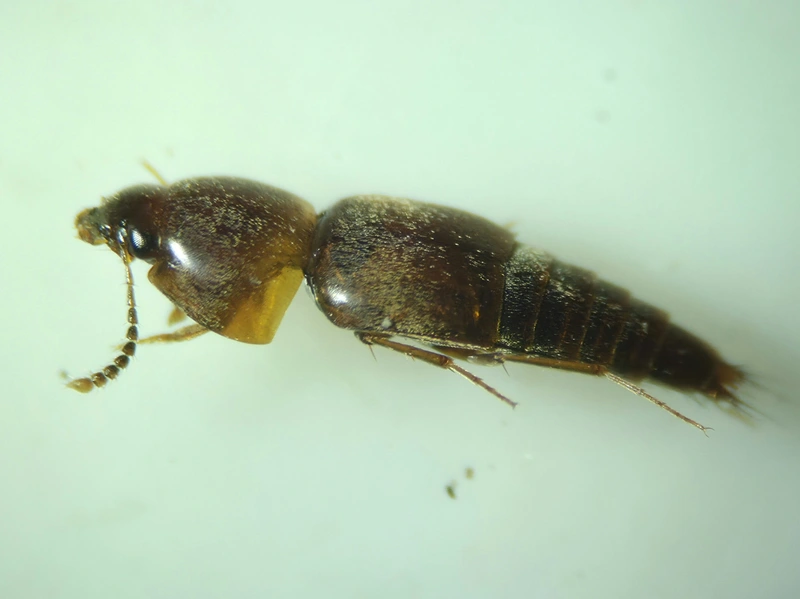 Sepedophilus transcaspicus