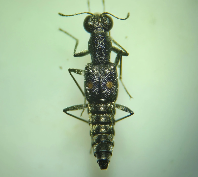 Stenus comma - közönséges szemesholyva