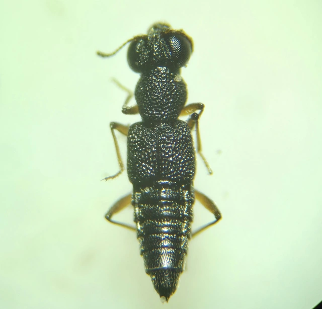 Stenus humilis - avarlakó szemesholyva Stenus humilis - avarlakó szemesholyva