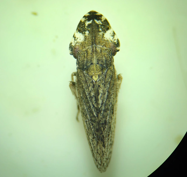 Eupelix cuspidata