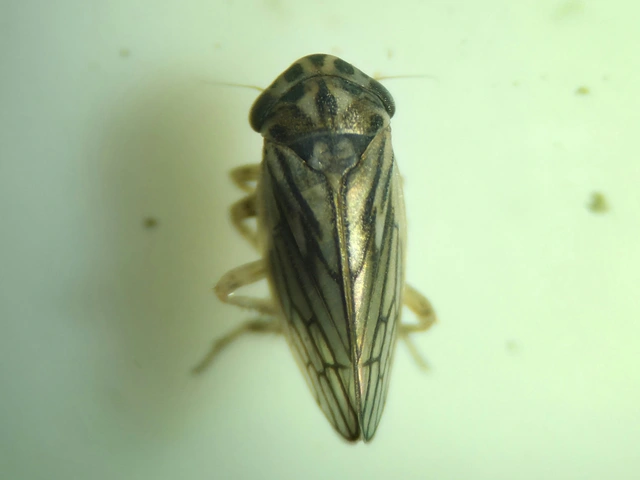 Anaceratagallia