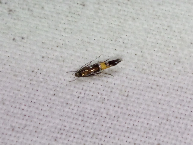 Cosmopterix