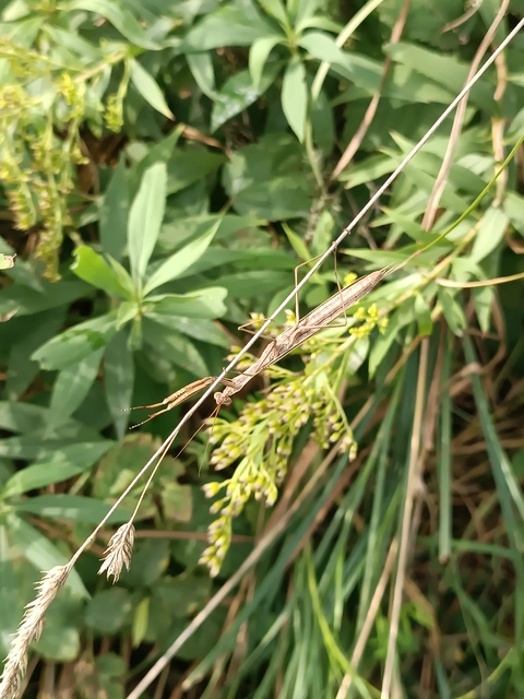 Mantis religiosa - imádkozósáska