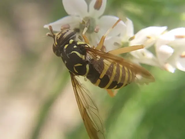 Spilomyia saltuum - keskenysávú odúzengőlégy