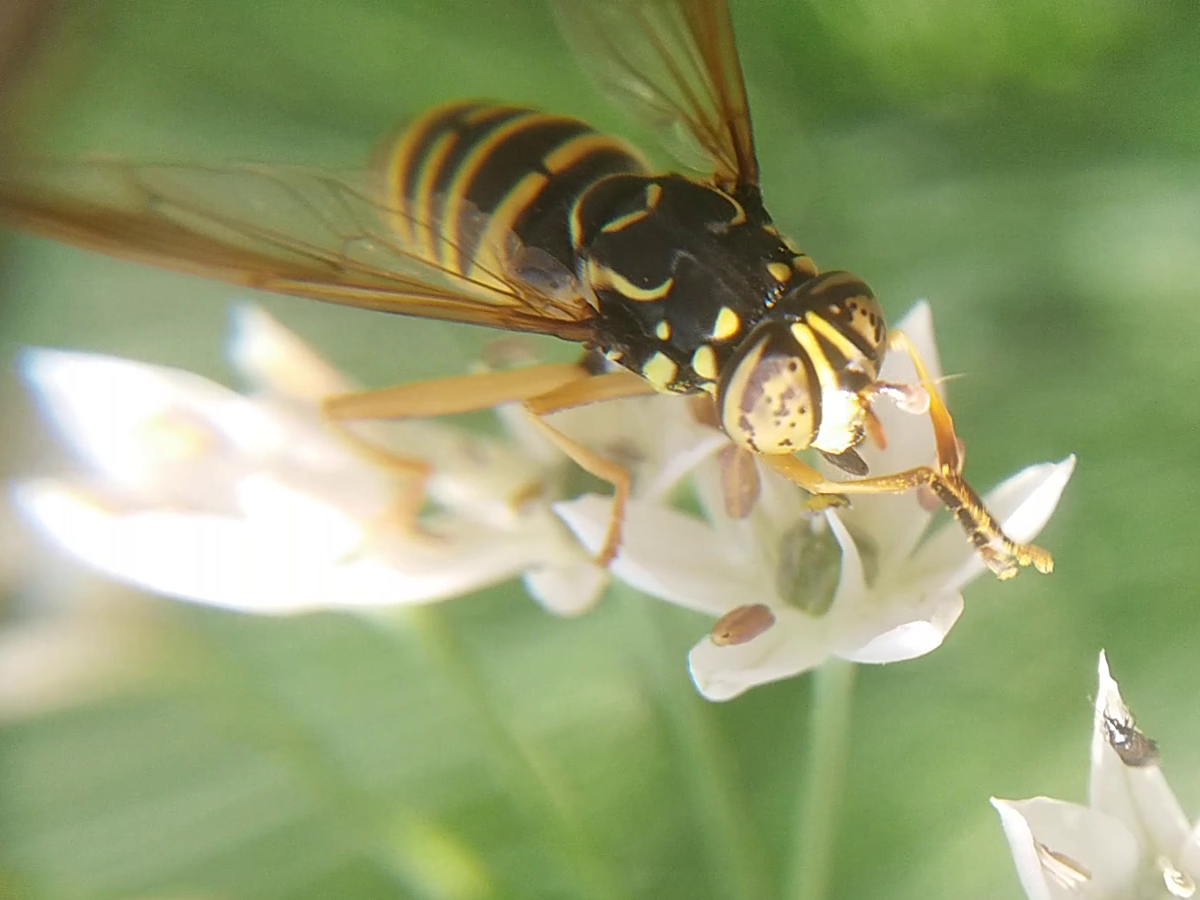 Spilomyia saltuum - keskenysávú odúzengőlégy