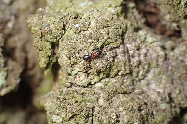 Leptorchestes berolinensis - fekete hangyautánzópók