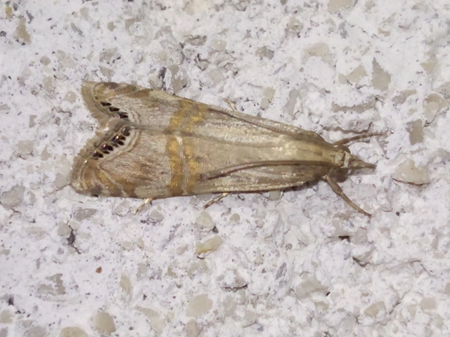 Euchromius ocellea - ezüstcsíkos mozaikmoly