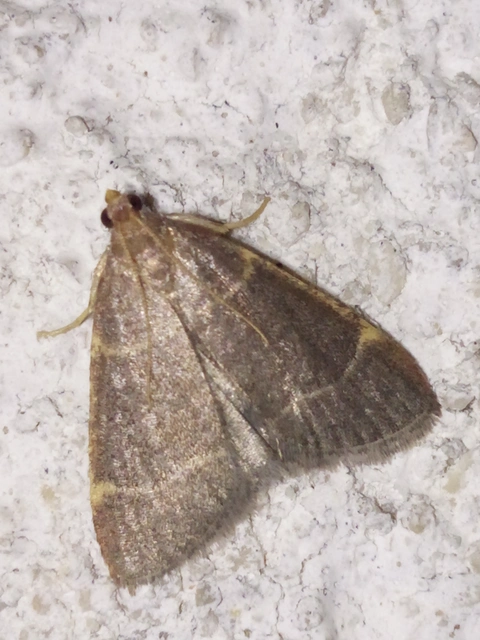 Hypsopygia glaucinalis - rezes fényilonca