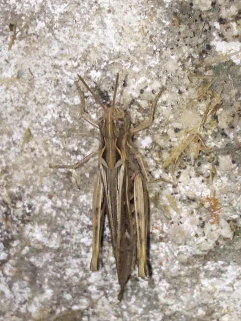 Chorthippus