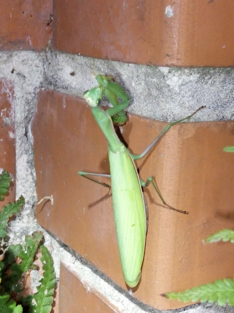 Mantis religiosa - imádkozósáska