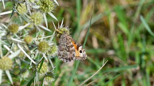 Hipparchia semele - barna szemeslepke