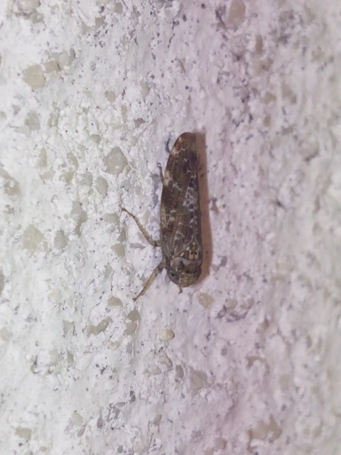 Allygidius