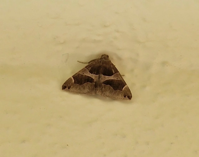 Dysgonia algira - déli porcelánbagoly