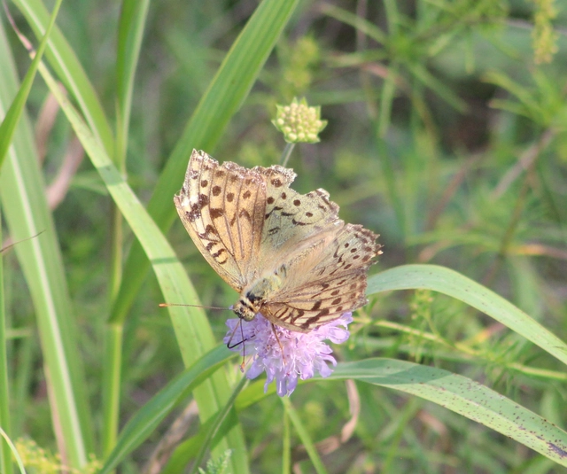 Argynnis pandora - zöldes gyöngyházlepke
