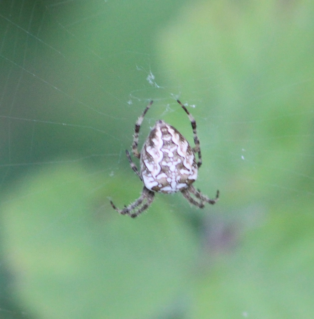 Araneus diadematus - koronás keresztespók