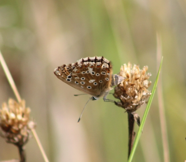 Polyommatus coridon - ezüstkék boglárka