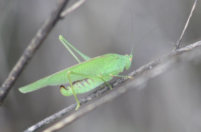 Phaneroptera nana - pontozott repülőszöcske