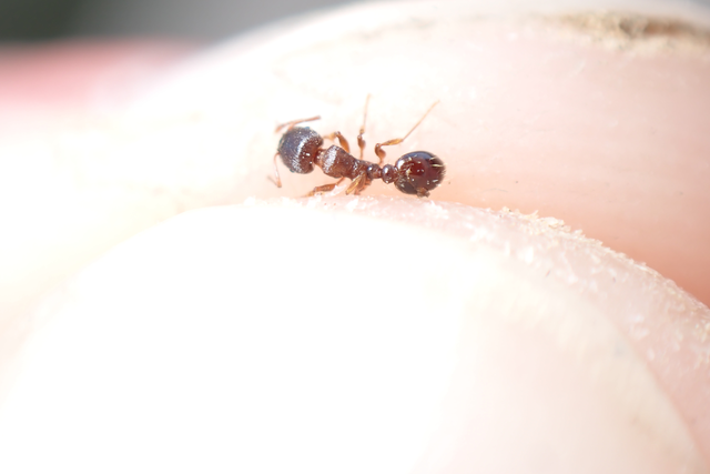 Tetramorium