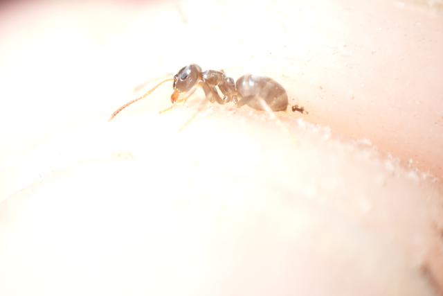 Lasius alienus - kövi feketehangya