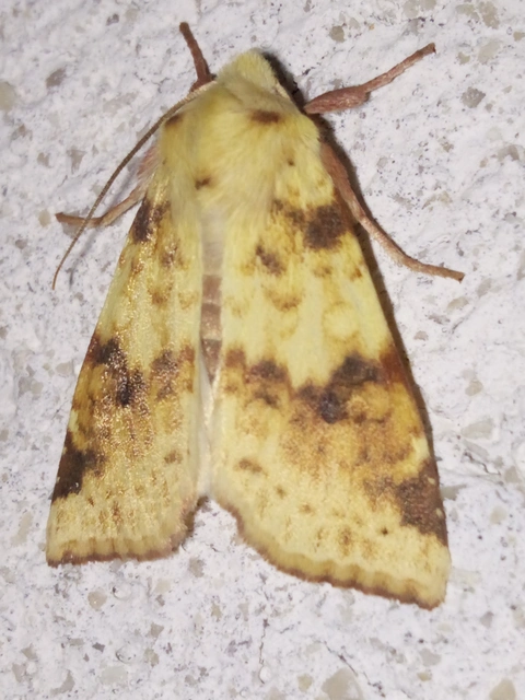 Cirrhia icteritia - nyárfa-sárgabagoly