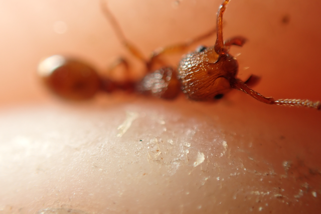 Myrmica sabuleti - gyakori bütyköshangya