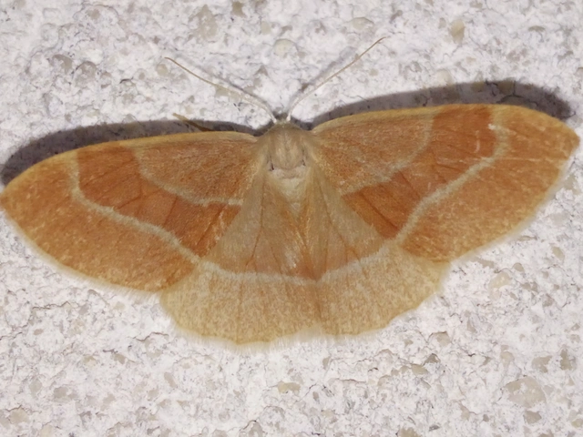 Hylaea fasciaria - erdeifenyő-sávosaraszoló