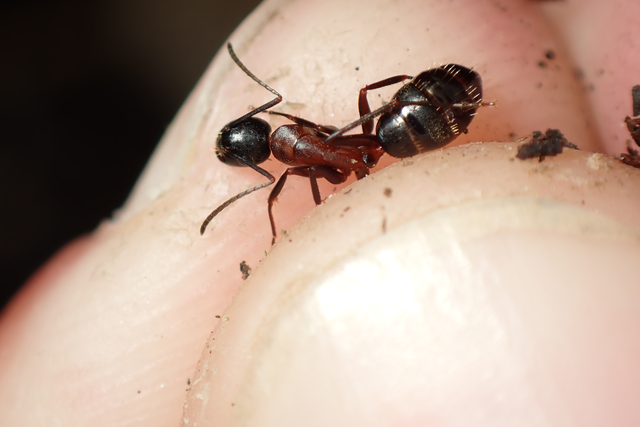 Camponotus ligniperda - faodvasító lóhangya