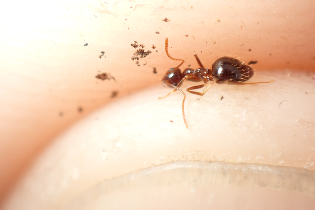 Prenolepis nitens - ragyogóhangya