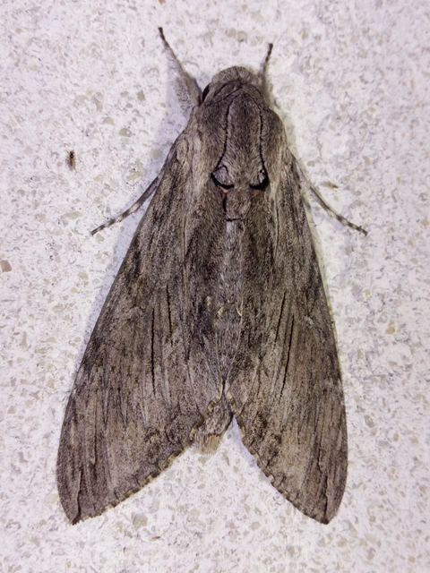Agrius convolvuli - szulákszender